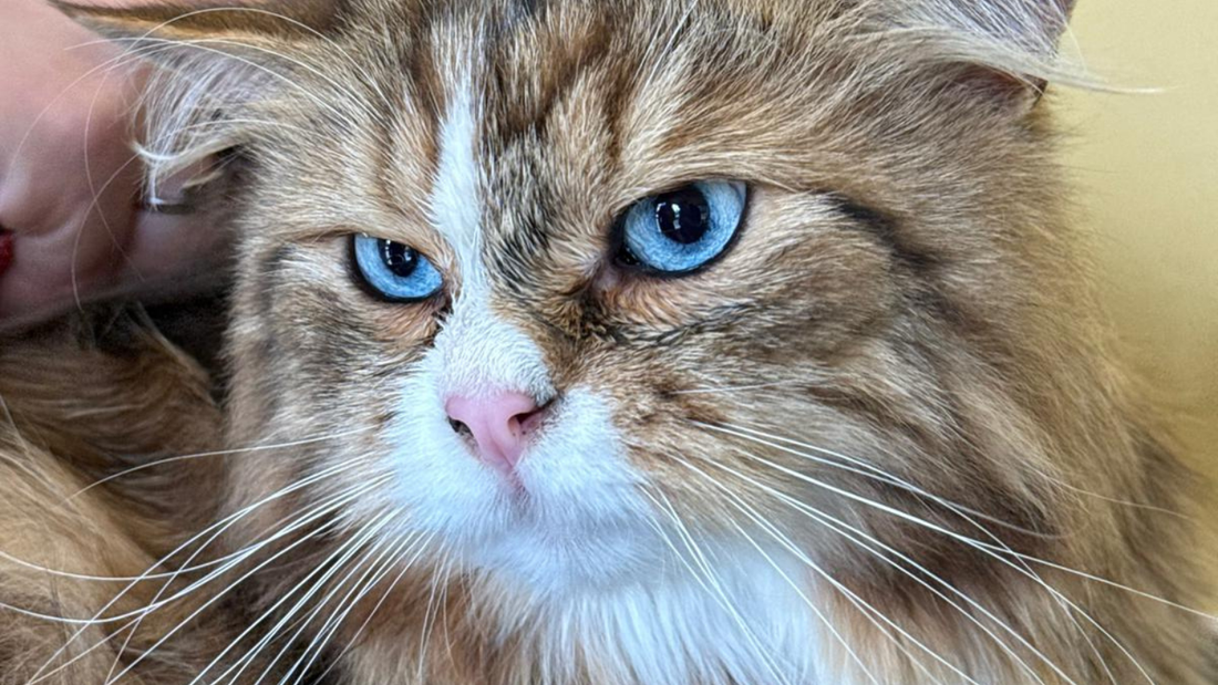 Toelettatura del gatto: benessere, cura del mantello e attenzioni che fanno la differenza