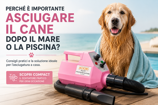 Cane bagnato dopo il mare con soffiatore Compact Jackobs per l’asciugatura del mantello