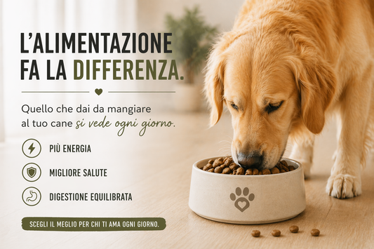     alimentazione cane con crocchette di qualità